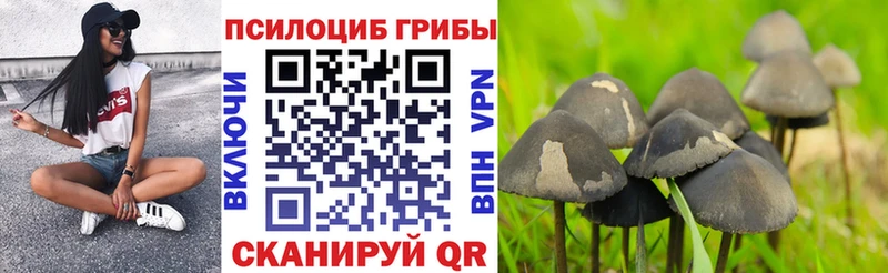 дарнет шоп  Болотное  Псилоцибиновые грибы Magic Shrooms 